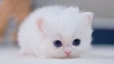 [Động vật]Mèo Con Sinh Ra Đã Biết Duỗi Chân?