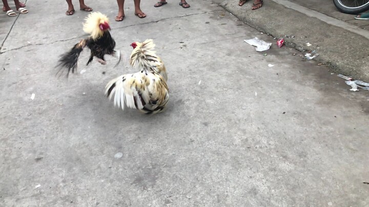 WHITE KELSO VS DINOSAUR SA LAKI DINOSAUR DEN SA LAKAS ANG IYAK