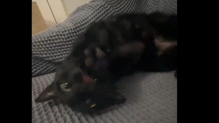 Cat tax