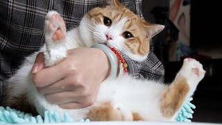 Memandikan empat kucing sepuluh kali lebih melelahkan daripada mandi. Awalnya, kucing-kucing itu mer