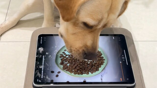 Anjing: Aku sudah melihatnya, kenapa aku tetap tidak bisa memakannya?