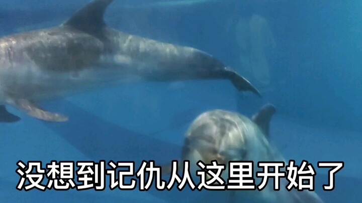 Chú cá heo nhỏ 🐬 “biết thù dai”!