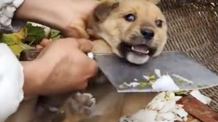 Inilah akibatnya kalau anjing ikut-ikutan meramaikan!