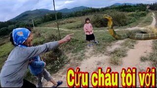 Bà Lão 80 Tuổi Hoảng Loạn Kêu Cứu Vì Rắn Hổ Trâu Chúa Khổng Lồ Tấn C.ông Cháu Gái | Đại Vùng Cao