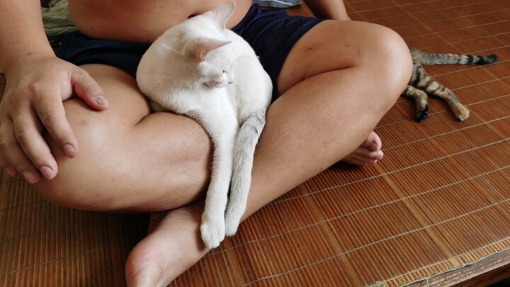 Why my cat needs me to hold it every time after I take my shower