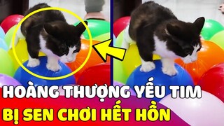 Cười xỉu với Hoàng Thượng 'YẾU TIM' nhưng lại bị con sen đem ra làm trò đùa 😅 Gâu Đần