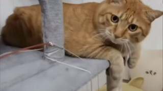 Funny Animal Videos Compilation | Try Not To Laugh