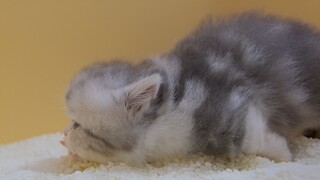 The kitten pooped for the first time, and its ears were straining
