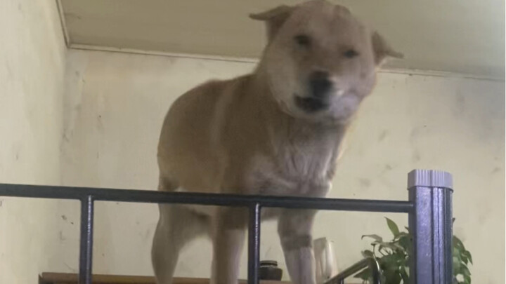 Ah Huang has ascended to heaven!