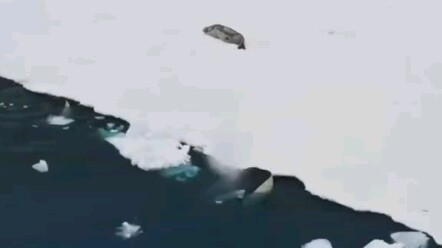 Khoảnh khắc săn mồi