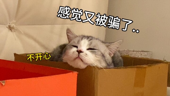 โดนหลอกทีไรก็ติดกับทุกที! แมวน้อยที่ถูกหลอกแล้วก็เงียบๆ ไปเหมือนหมาเศร้า น่ารักสุดๆ ไปเลย!!