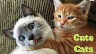 💥Cute Cats Viral Weekly😂🙃💥of 2020 | Funny Animal Videos💥👌