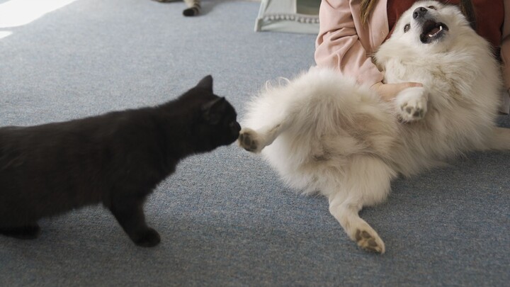 Cats and dogs finally make friends! Nothing a snack can’t fix!
