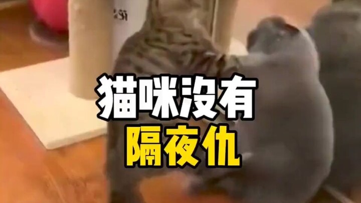 猫咪没有隔夜仇，有仇就要当场报#专治不开心 #猫咪 #搞笑