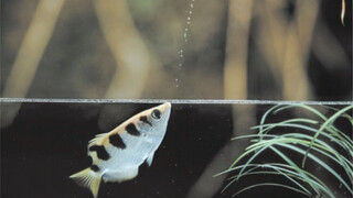 Archerfish: Master the core technology of shooting down airplanes~
