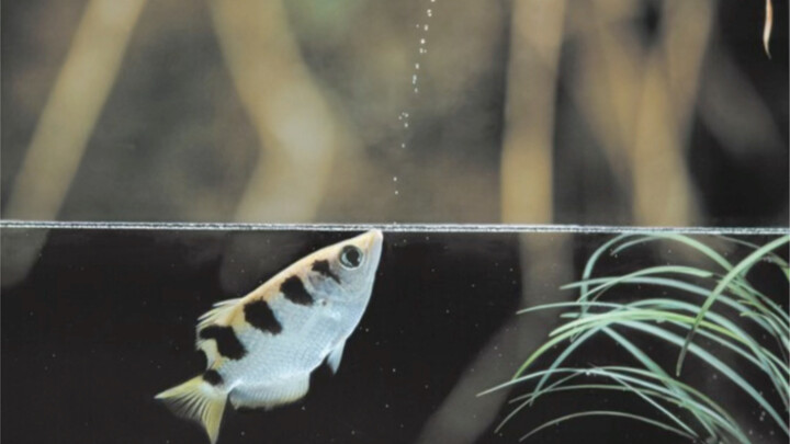 Archerfish: إتقان التكنولوجيا الأساسية لإسقاط الطائرات~
