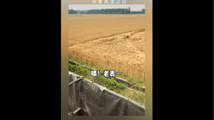 The wheat is ripe—time to harvest!