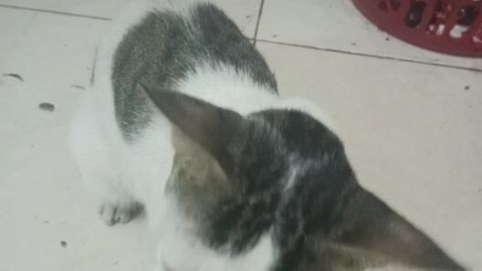 gini amat nih kucing,laper kali yaa.
