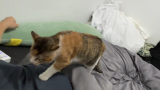 Cat: Let's take off!!!~