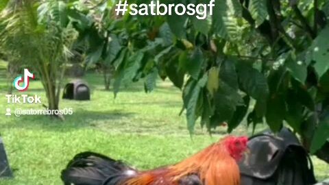 #satbrosGF