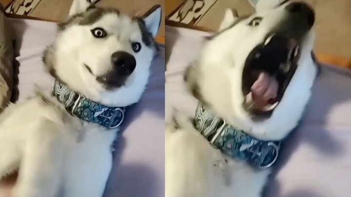 لماذا تُربّي كلب الهاسكي؟ لأنه يجلب السعادة!