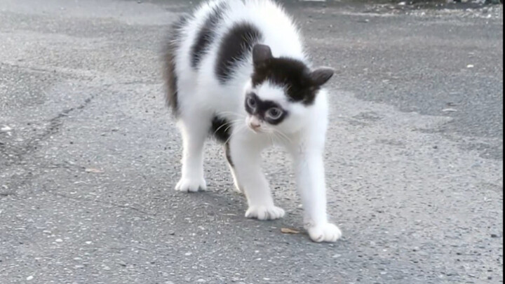 This poem cat!