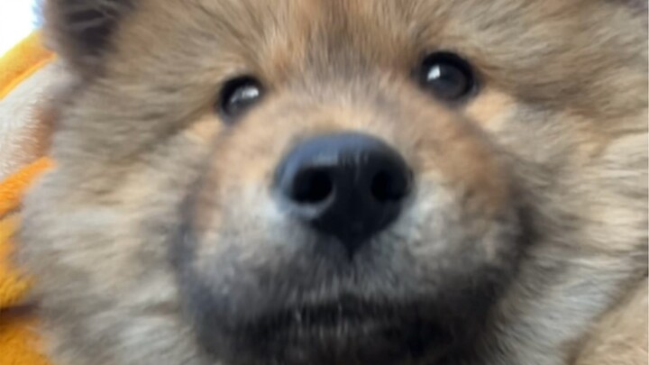 I took my little local dog to see a doctor. He was so aggrieved that he almost cried.