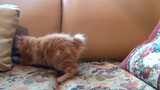little_kitten_playing_his_toy_mouse (720p)