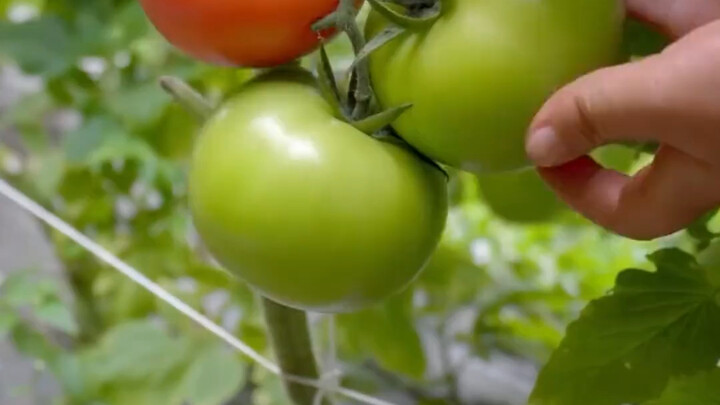 Những thực phẩm này không ăn được. Hãy đến xem bạn có bị ảnh hưởng không.