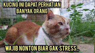 Masya Allah Ini Sosok Kucing Jalanan Yang Sekarang Menjadi Raja Kucing Di Cats Lovers Tv..!