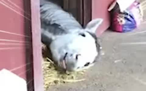 Chú cún tàu có tư thế ngủ tệ trong cuộc phiêu lưu vàng son