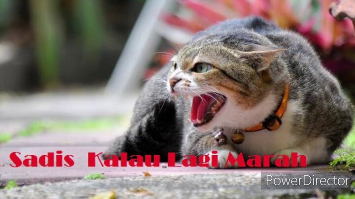 suara kucing Hitam marah