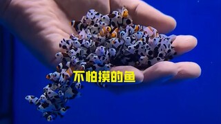 Why aren't clownfish afraid of being touched?