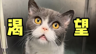 These days, why are British Shorthair blue and white cats wandering around everywhere?!