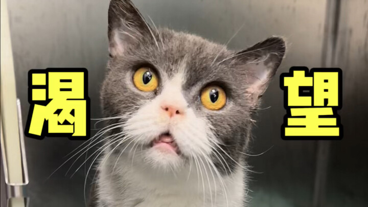 สมัยนี้ทำไมแมวบริติชช็อตแฮร์สีฟ้าขาวถึงได้เร่ร่อนไปทั่วแบบนี้นะ!!