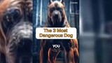 The 3 Most Dangerous Dog Breed