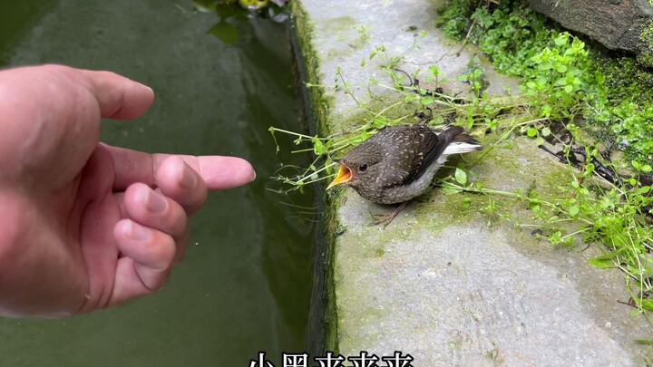 Anak burung terkejut oleh bunyi klakson mobil dan melarikan diri secepat kilat.