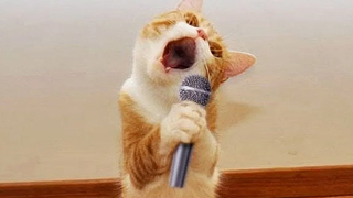 หมากับแมวที่ตลกที่สุด 🐶🐱 ตอนที่ 32