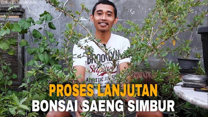 Proses Lanjutan Bonsai Saeng Simbur
