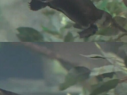 The platypus really does look like a “puzzle animal” crafted by nature!