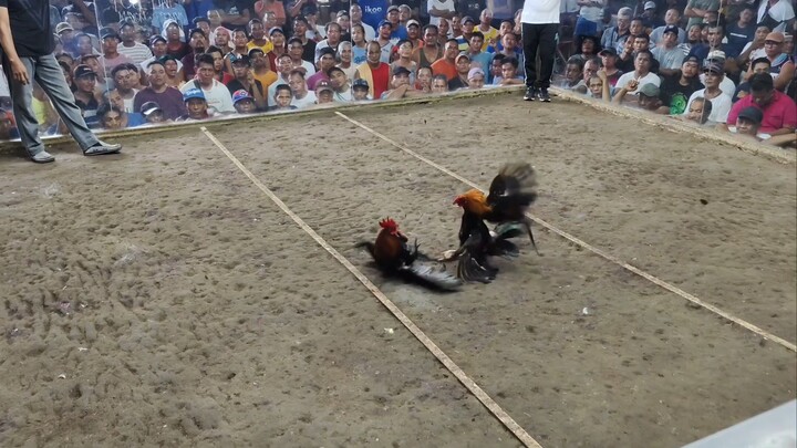 Golden Boy Sweater X El Gamma Grey