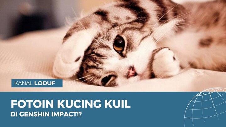 Daily mission : Foto kenangan kucing | Genshin Impact