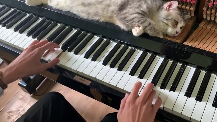 [Playing Piano to Cats] If I had a fairy wand that could make me bigger, smaller, and prettier, I'd 