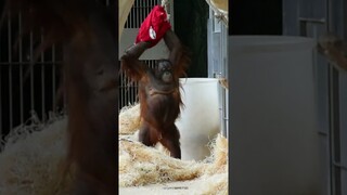 Cute and funny animals.Sweet orangutans#shorts#funny #orangutans#funnyanimals # funny video#monkeys