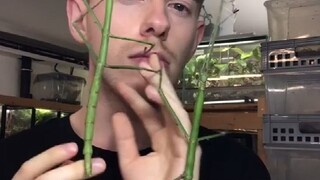 德国小哥Adrian Kozakiewicz和他“独特”的宠物...昆虫恐惧症患者慎入！
