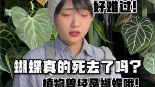 Have the butterflies really died? Their souls have dispersed into the cosmos...