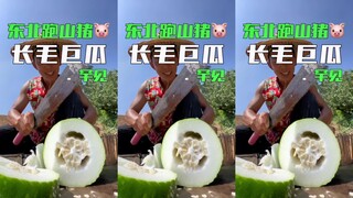 ممكن فعلاً تربيت الخنازير هيك! حياة سعيدة للخنازير!