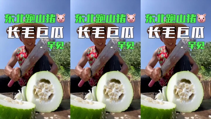 Who would have thought pigs could be raised like this? A happy life for these little pigs!