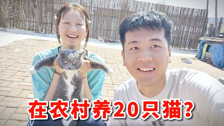 Trong vòng 1 tháng sinh liền 3 lứa mèo con! Nuôi 20 con mèo ở nông thôn, cảm giác thế nào nhỉ?