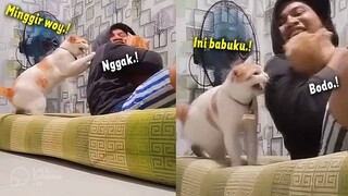 LUCU BANGET.!🤣 Reaksi Kucing Marah Karena Babu Tidur Sama Kucing Lain ~ Video Kucing Lucu